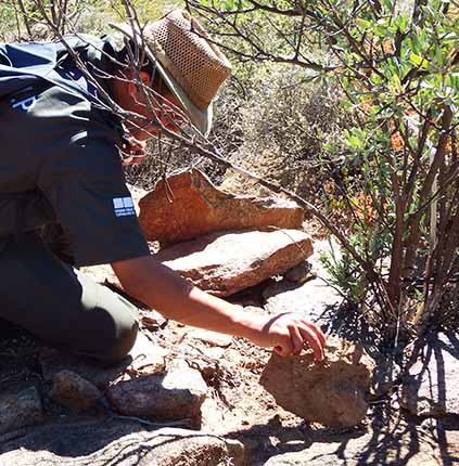 Reginald Christiaan Eugene Kordom Namaqua-National-Park DSCF6579 430h.jpg